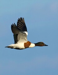 Fototapeta premium Common Merganser in Flight
