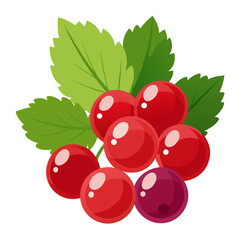 currant fruit splash