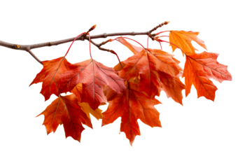 Colorful autumn leaves on a branch in fall season
