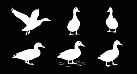 White duck silhouettes in various poses against a black background, perfect for design projects