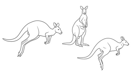 Dynamic illustrations of kangaroos in various poses, perfect for educational projects and design