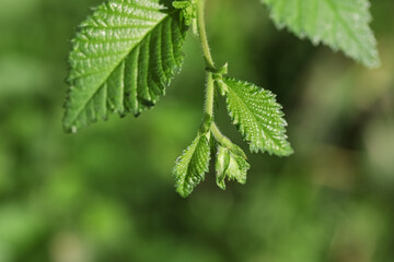 Beautiful green leaves outdoors, closeup