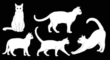 Elegant white cats in various poses against a black backdrop for clean modern designs and artistic projects