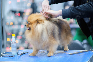 Fototapete bei efototapeten.de bestellen   