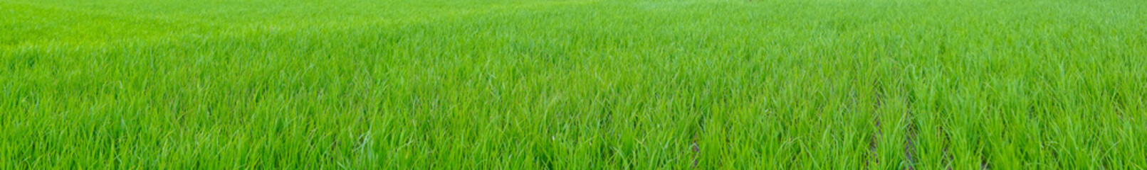 A panoramic view of a lush green grass field with rich texture in the background