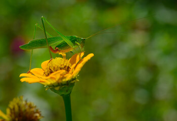 Male katydid resting atop a yellow zinnia