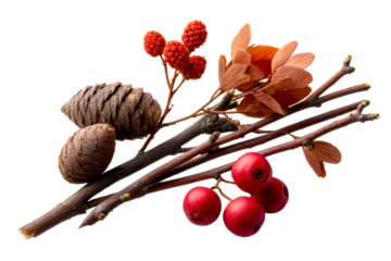 Natural decorative elements for craft projects