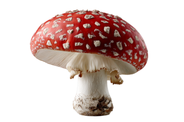 Red mushroom with white spots, transparent bg