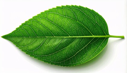 Obraz premium Single Green Leaf on White Background
