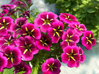 Calibrachoa Million bells mini petunia Cabaret Good Night Kiss.