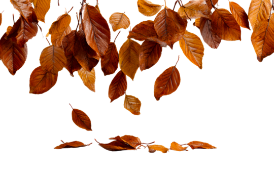 Brown leaves create a calm autumn vibe