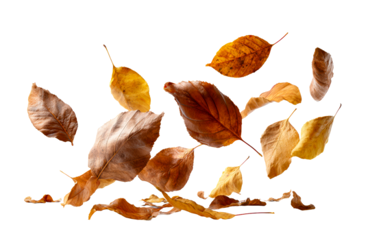 Swirling autumn leaves on clear bg - Powered by Adobe