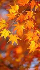 Obraz premium Closeup of vibrant orange and yellow maple leaves in autumn, showcasing the beauty of the fall season