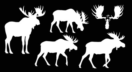 Five white moose silhouettes are displayed against a black background, showcasing different poses and angles.