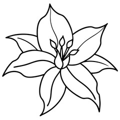 Clematis Botanical Outline Coloring Page