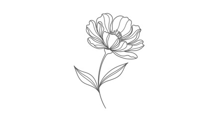 Elegant line drawing of a single peony blossom and stem.