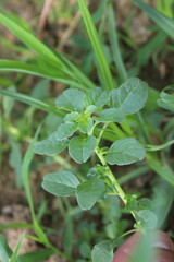 Amaranthus viridis, pigweed or the Slender Amaranth plants, its flowers and seeds 