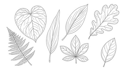 Fototapeta premium Collection of meticulously drawn leaves, showcasing diverse shapes and vein patterns.