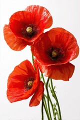 Obraz premium Close-up of three vibrant red poppies against a white background