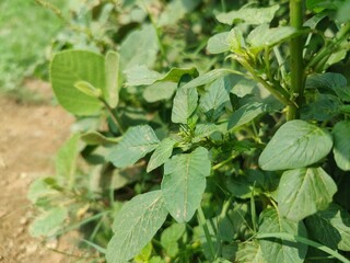 Obraz premium Amaranthus viridis, pigweed or the Slender Amaranth plants, its flowers and seeds 