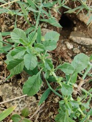 Amaranthus viridis, pigweed or the Slender Amaranth plants, its flowers and seeds 