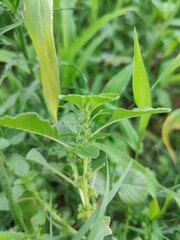 Amaranthus viridis, pigweed or the Slender Amaranth plants, its flowers and seeds 