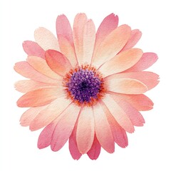 Watercolor illustration of a single, vibrant pink and peach daisy