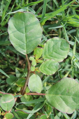 Trianthema portulacastrum, desert horsepurslane, black pigweed or giant pigweed