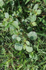 Trianthema portulacastrum, desert horsepurslane, black pigweed or giant pigweed