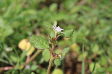 Trianthema portulacastrum, desert horsepurslane, black pigweed or giant pigweed
