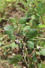 Trianthema portulacastrum, desert horsepurslane, black pigweed or giant pigweed