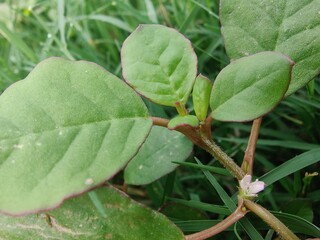 Trianthema portulacastrum, desert horsepurslane, black pigweed or giant pigweed