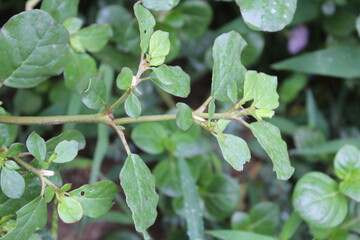 Trianthema portulacastrum, desert horsepurslane, black pigweed or giant pigweed