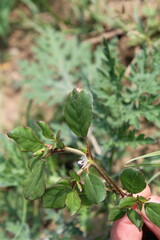 Trianthema portulacastrum, desert horsepurslane, black pigweed or giant pigweed
