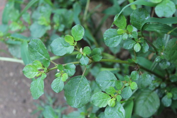Trianthema portulacastrum, desert horsepurslane, black pigweed or giant pigweed