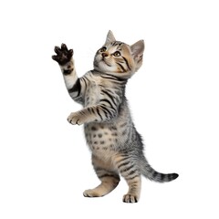 Obraz premium Cute tabby kitten standing on hind legs isolated on white background