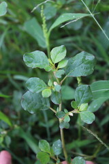Trianthema portulacastrum, desert horsepurslane, black pigweed or giant pigweed