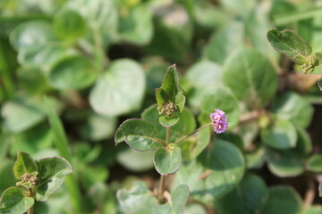 Pigweed Red spiderling or Boerhavia Diffusa