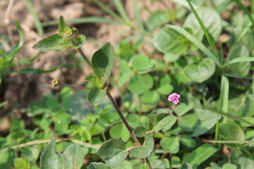 Pigweed Red spiderling or Boerhavia Diffusa