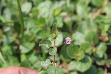 Pigweed Red spiderling or Boerhavia Diffusa