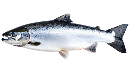 Naklejka premium Sharp Detailed Image of a Salmon Fish Isolated on White