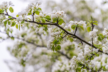 White blossoming apple trees with rain drops