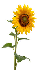 Fototapeta premium Bright Yellow Sunflower Isolated on a Black Background