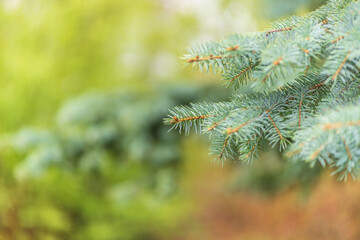 Closeup of fir branches with young buds. Spring nature concept. Fir branches with fresh shoots
