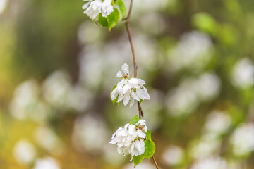 White blossoming apple trees with rain drops