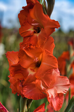 Gladiole