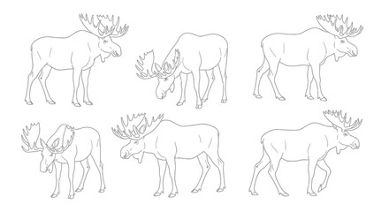 Unique moose line art illustrations for captivating designs and educational resources, adding a wild touch today