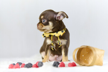 Charming chihuahua puppy sits adorned with yellow bowtie. Surrounded by scattered berries and...