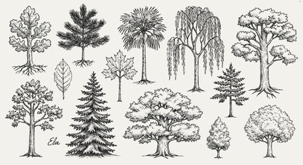 Explore diverse tree sketches perfect for design projects, from elegant willow to majestic oak and evergreen pines © Muflif