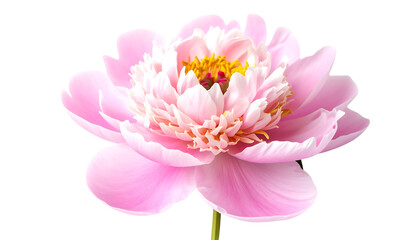 Delicate Pink Flower Blooming in Natural Light with Soft Petals